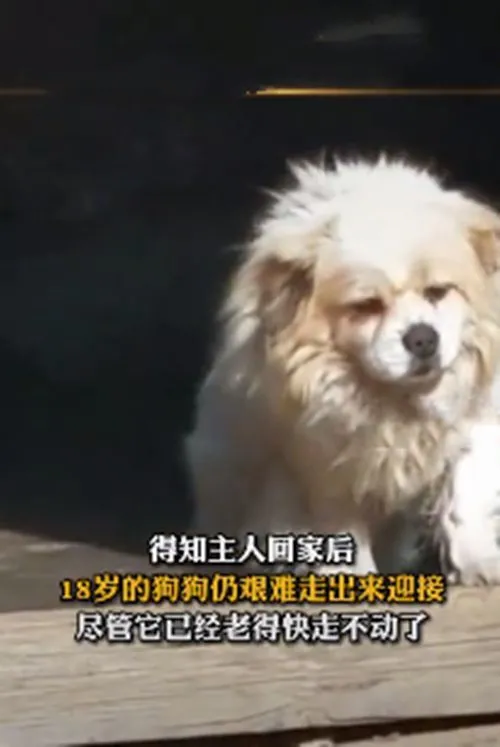 小伙回老家后，18岁老狗费劲出门迎接：永远都是我的主人呀