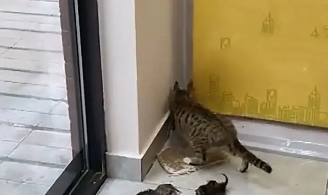 店铺吊顶破裂掉下7只猫，凑近看清后却愣住了：哪里来的小可爱