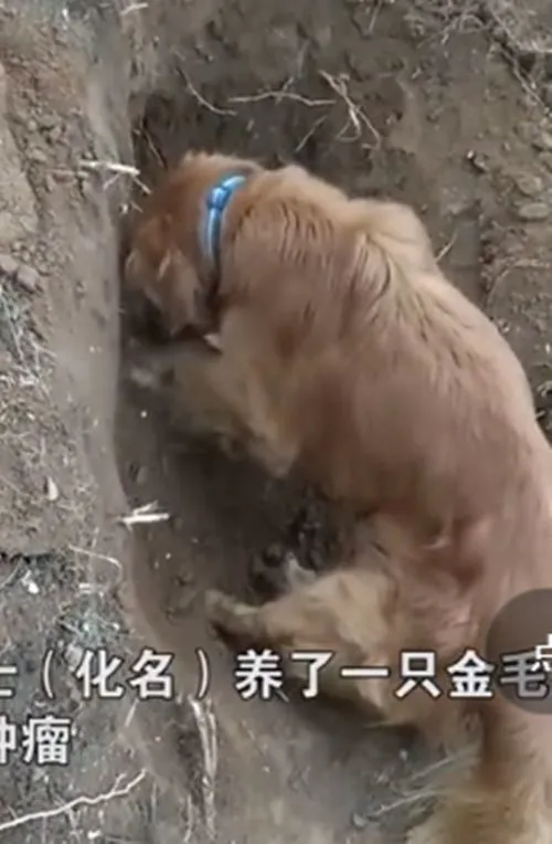 金毛得了肿瘤活不久了，出门默默给自己挖坑，女子看见后哽咽了
