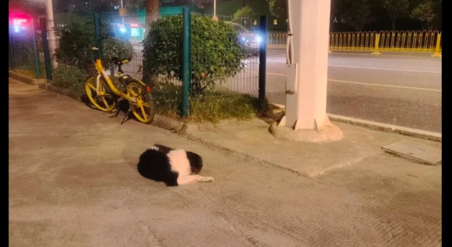 狗狗被遗弃在街头一周了，意外找到了前主人，说出的理由好牵强！