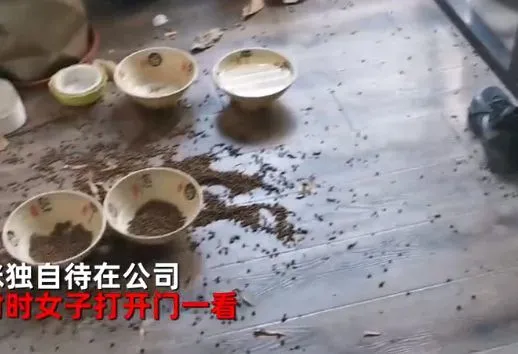 女子被隔离2个月，留猫咪单独在公司，再回来时都语塞了