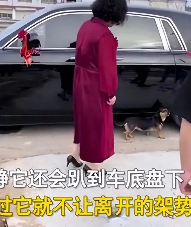 家中狗狗拦着婚车不让走，妈妈哄了10几分钟才好：最亲切的家人