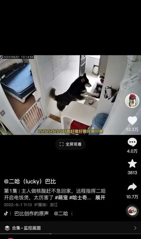 冲上热搜！浙江男子远程指挥家中哈士奇煮饭，结局亮了