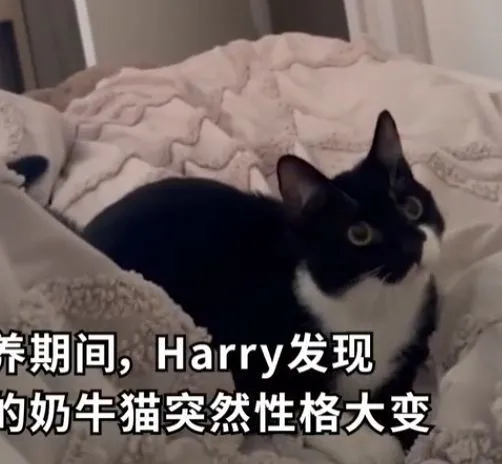 猫咪突然性情大变，男子带猫就医后语塞了：单纯嫌弃我呗