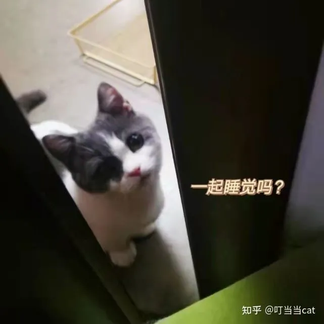 猫咪穷养揭秘，这些东西不要再买啦！