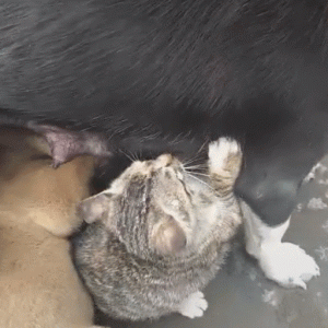 狗堆混进一只猫，喝奶抢位，蛮力完全不输给小奶狗！