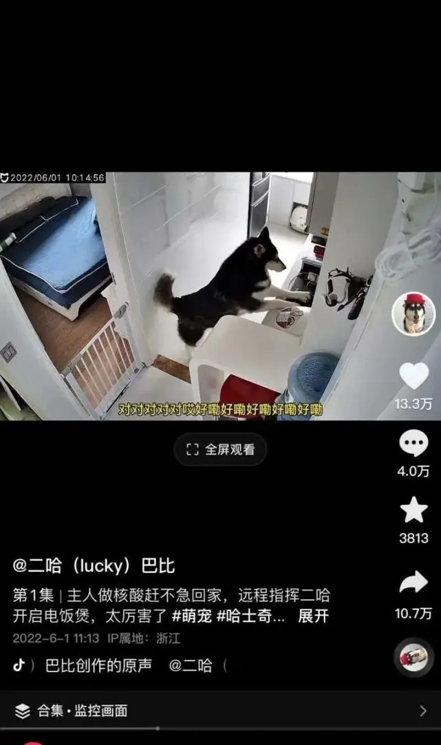 舟山一只“二哈”火遍全网，冲上热搜！网友：“惊了！”