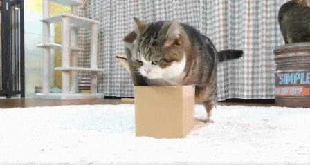 猫咪是怎样转进纸箱子的呢