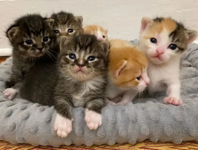 猫趣｜怀孕的虎斑猫，在铲屎官家里生下六只小猫，还有狗闺蜜帮忙照顾