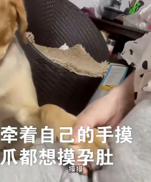 女子怀孕期间狗狗想摸宝宝，小心翼翼不敢触碰：可以摸一下吗？