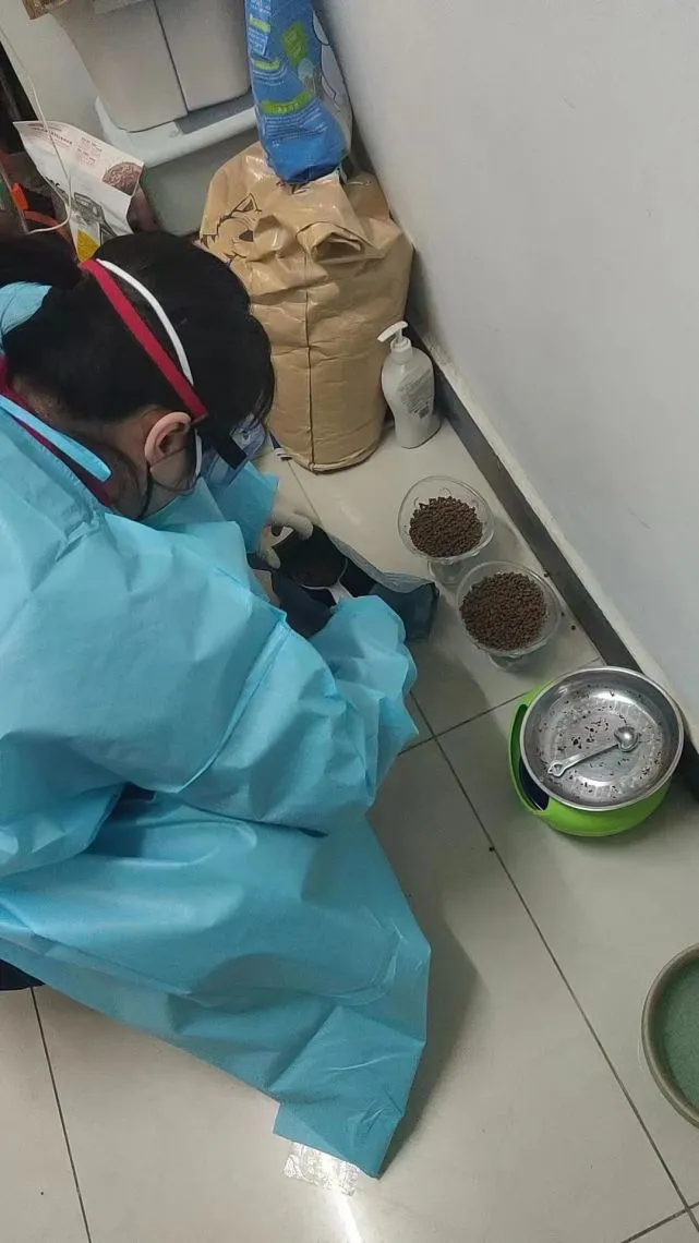 添粮加水还做体检，那些拯救留守宠物的志愿铲屎官们