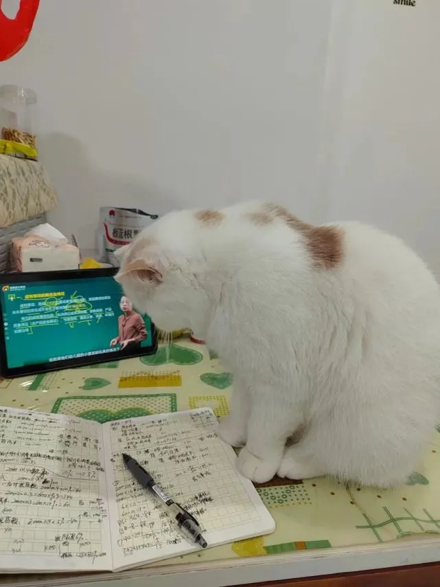 小时候那只天真无邪的翘屁嫩猫，如今怎么像换了一只猫似的……