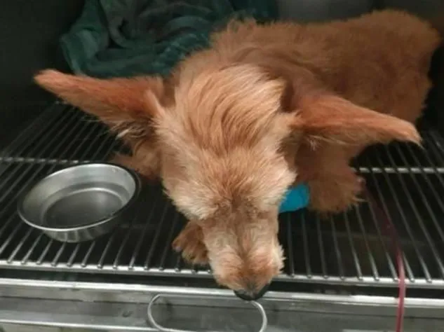 奄奄一息的流浪犬，同学们爱心接力拯救它