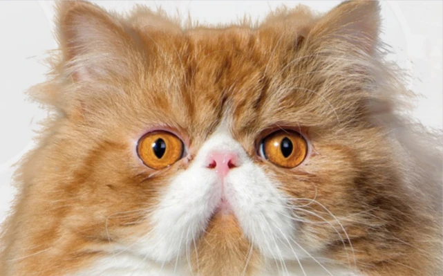 猫咪应该吃干粮还是湿粮，关键在于这7大营养元素
