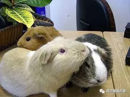 荷兰猪卡脚（爪子）怎么办？猪友互动第178期