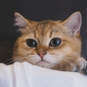 猫咪品种的优缺点（下）