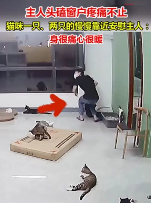 女子铲猫砂时撞到了窗户上，猫咪们纷纷上前安慰：头很痛但心很暖