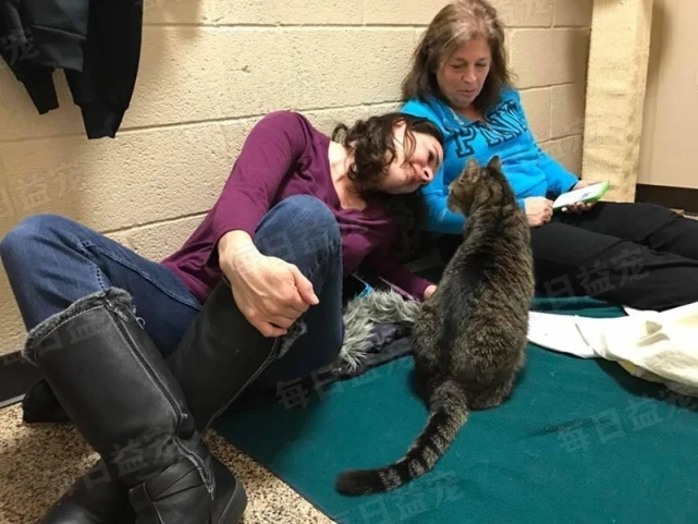 猫咪走失两年被找回，与主人重逢的那一刻，它的举动让人意外