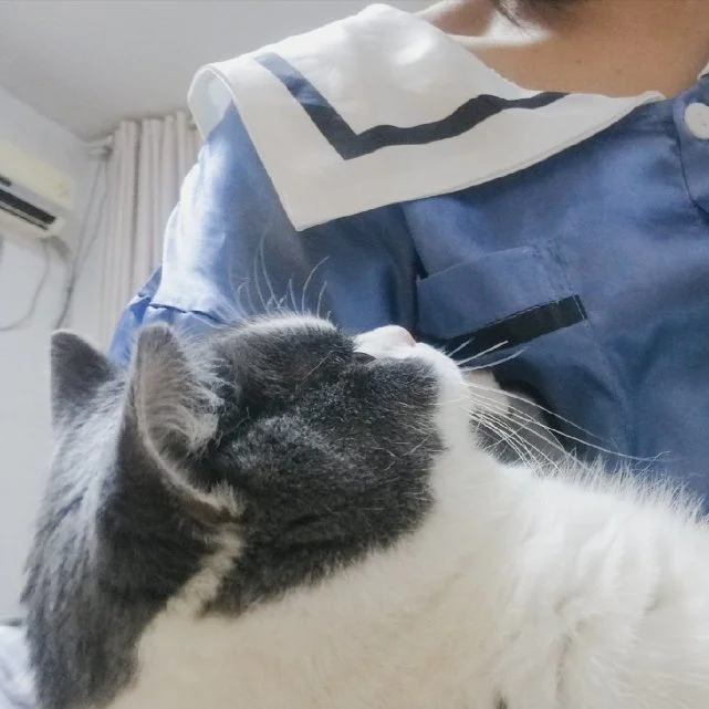 想养猫了？一定要考虑清楚这些问题后再决定！