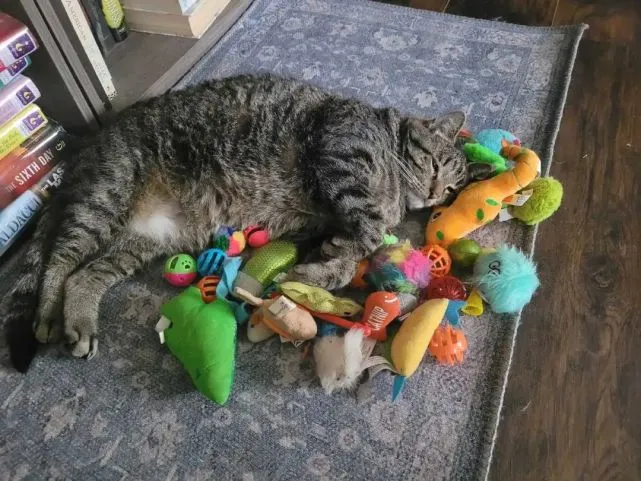 有钱猫就是这么豪爽～