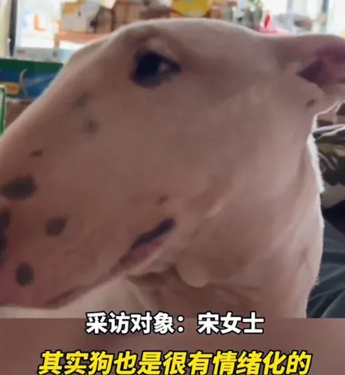 狗子情绪波动大经常哭泣，女子送去医院检查后，顿时就语塞了