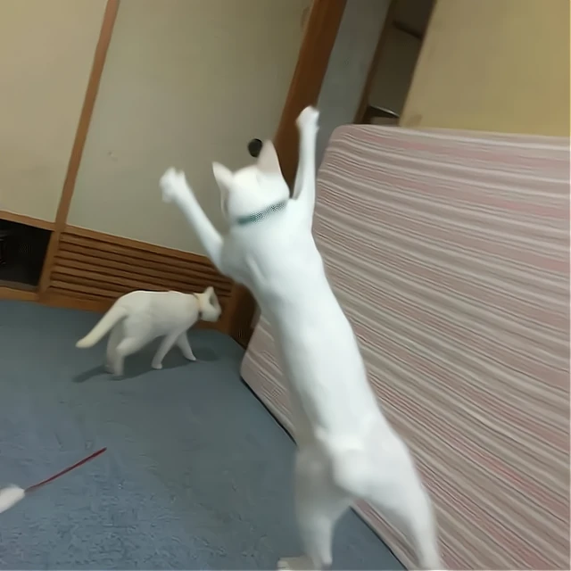 猫咪有这些表现，说明它在“吃醋”