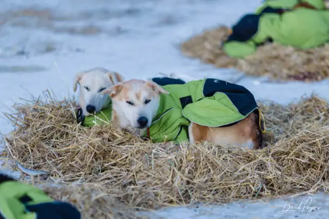 哈士奇参加雪橇犬比赛时意外失踪，主人找了三个月几乎绝望，它却忽然出现了
