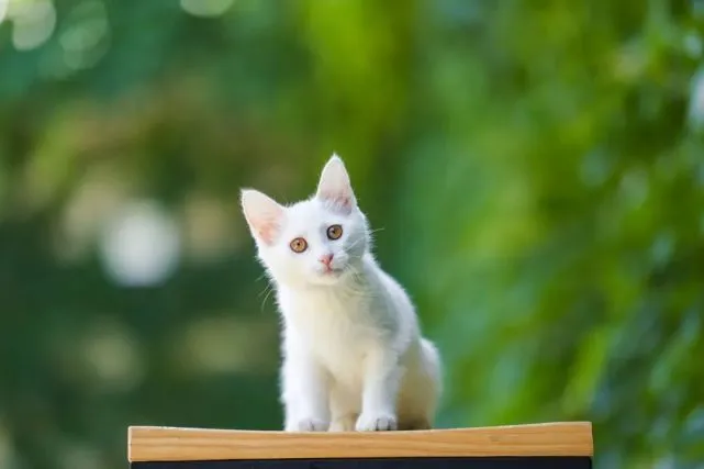 六只来自春天的小猫咪们，找领养啦！