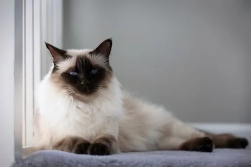 宠物大全：巴厘猫的详细资料