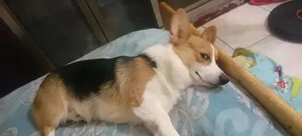 柯基犬听到妈妈说它很胖，当场做出超浮夸反应让人哭笑不得！