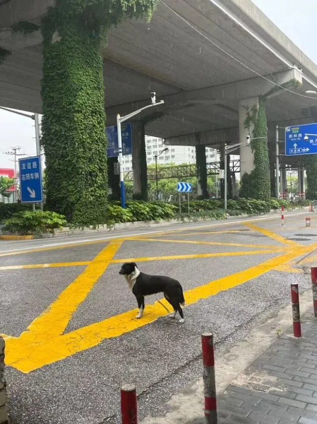 女子即将离开上海，喂了1年的狗狗守在地铁口：可以带我一起走吗