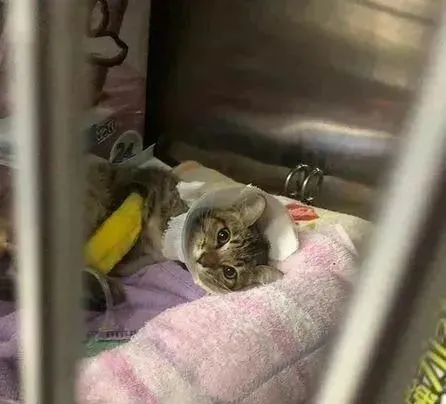 骨折小猫被丢在臭水沟，被收养一年后，小主人却哭诉：压力太大！