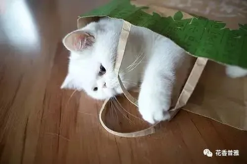注意家里的这些东西，防止猫咪中毒