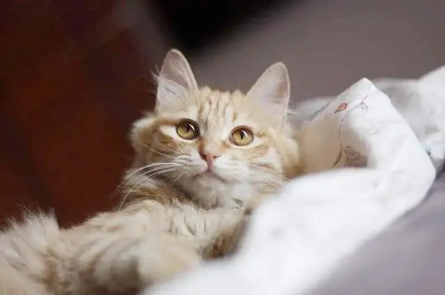 长期养猫的人，身上有哪些特征？