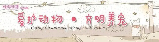 紧急发布｜寻找宠物