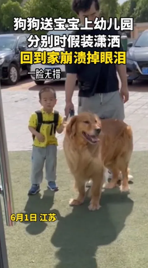 金毛送男孩去幼儿园，回来后沮丧地瘫在地上：好舍不得“弟弟”呀