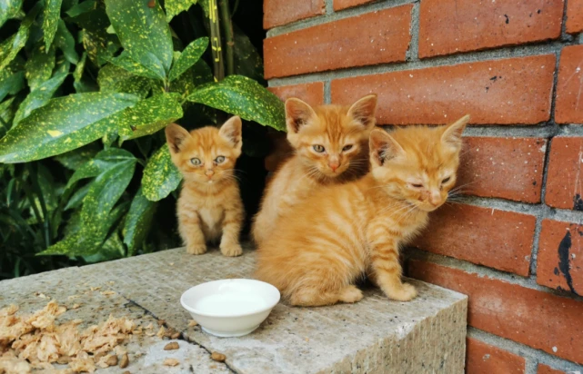 急！急！蝴蝶湾公园有6只流浪猫生病了……