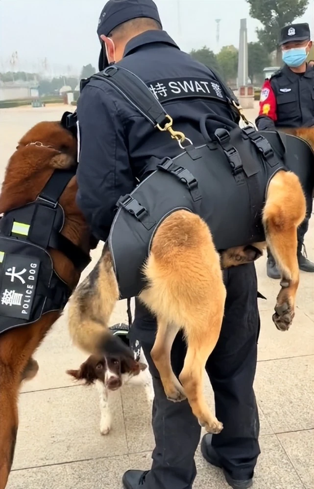 “全网最牛警犬”巴万：流浪狗逆袭公务员，网友：看它考上编制！