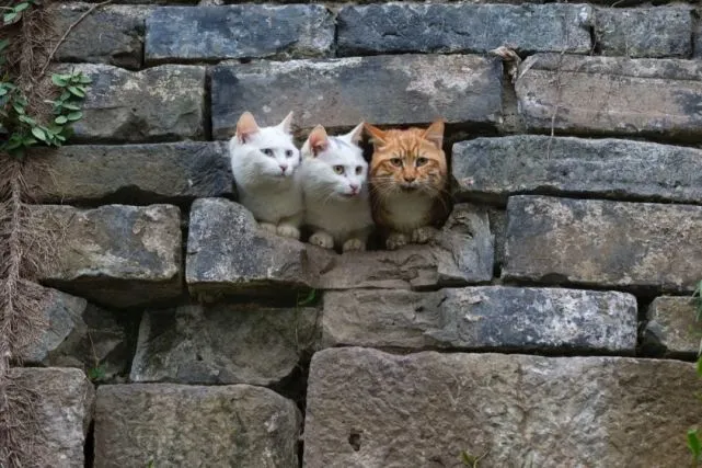 你的猫一直在认真听你说话