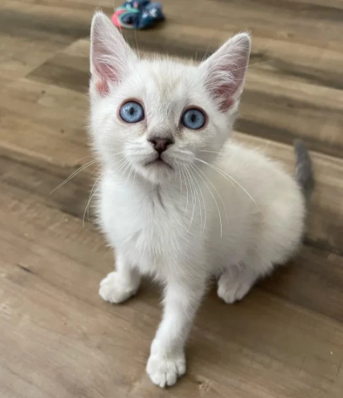 救了一窝小奶猫，三只站在一起好像wifi信号，萌翻了～