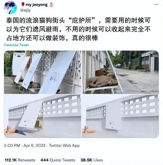泰国街头流浪猫狗的“庇护所”，这样的设计好棒