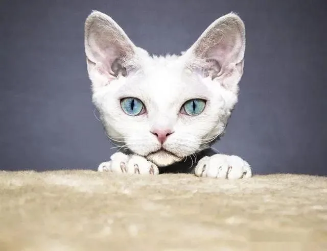 宠物大全：柯尼斯卷毛猫的详细资料