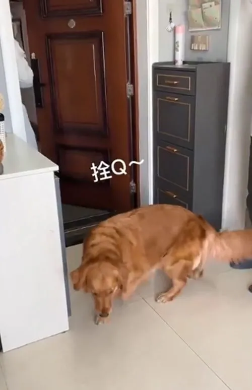 大白上门来做核酸，金毛跟在主人后头排队：还挺自觉的呢