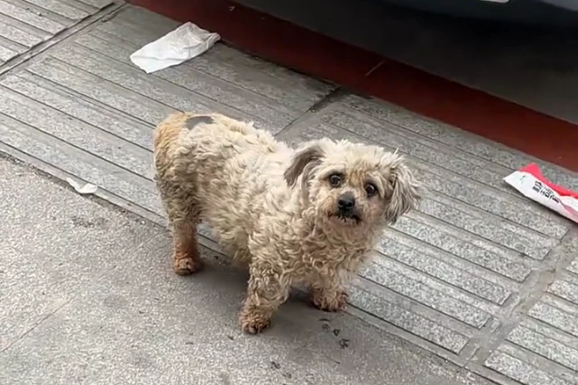 有主人的比熊犬，活得像只流浪狗，为食物极力讨好人类