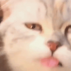 一张图让你戒猫72