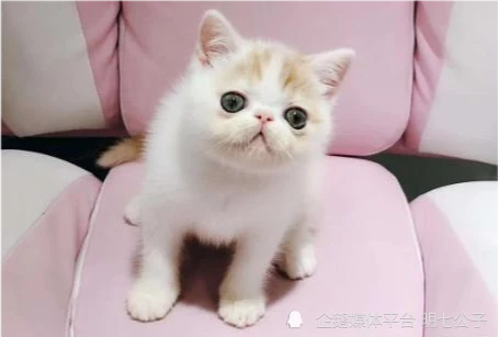假如免费赠送你一只小奶猫，以下5选1，我赌3包辣条，女生会选图3！