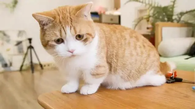 你相信吗？猫咪对主人的记忆，是一辈子