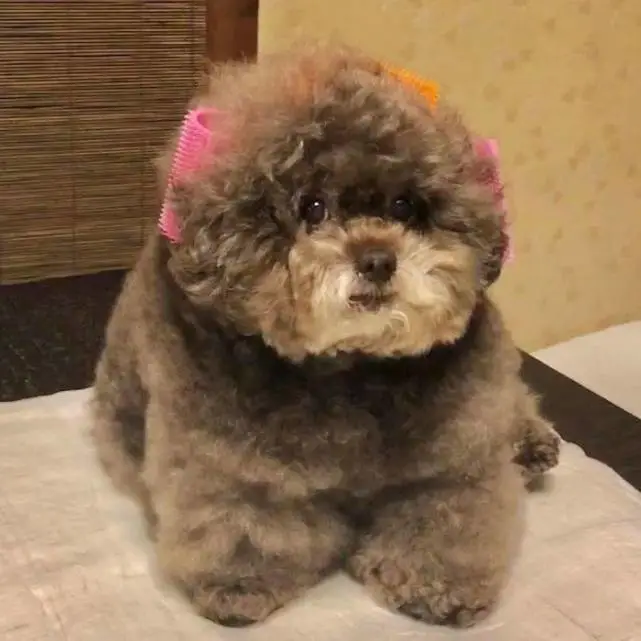 别人养的都是狗，为什么我的是球