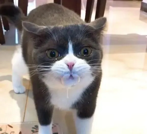 猫咪吃驱虫药，苦得眼泪飙出来，一口白沫吓懵主子！