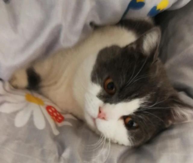 还不知道猫咪耳螨的危害吗？现在处理还不晚！